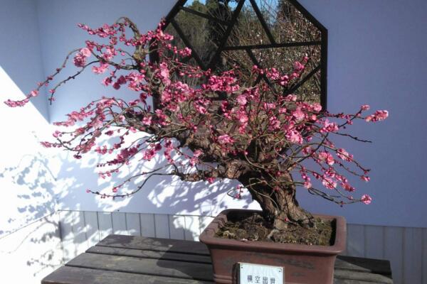 家庭盆栽梅花的种植方法,种后养护非常关键