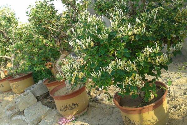 金银花的种植方法,种子需进行催芽处理