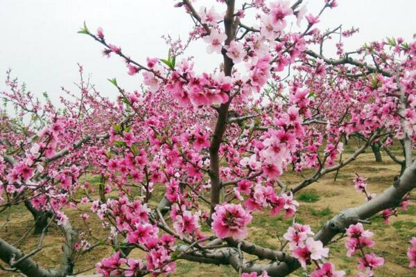 盆栽桃花的养殖方法,保证土壤、环境适宜