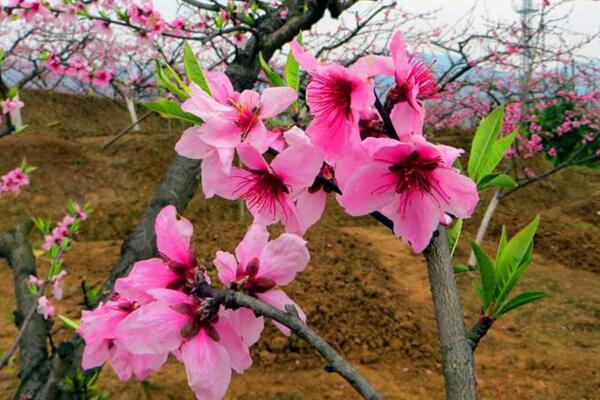 盆栽桃花的养殖方法,保证土壤、环境适宜