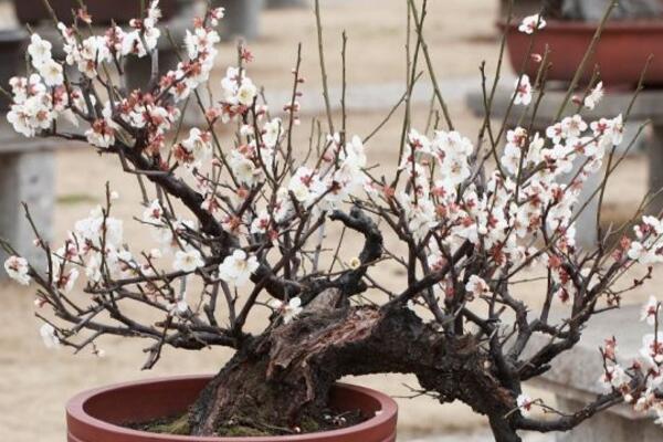 梅花怎么修剪枝叶，4步即可完成梅花的修剪