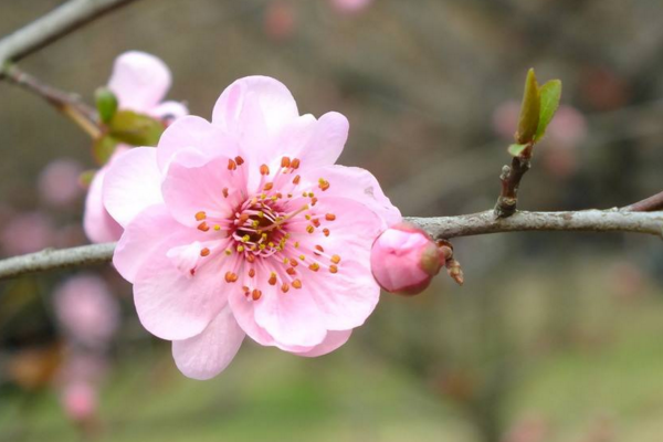 梅花如何过冬