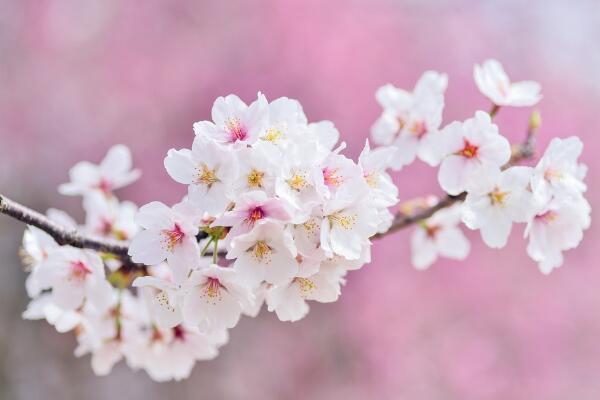 樱花树几天浇一次水，春夏秋冬四季浇水各不相同