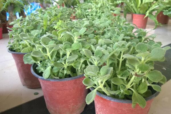 植物碰碰香的养殖方法,光照充足是碰碰香生长的关键