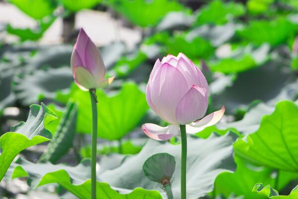 如何养荷花，荷花养殖5大要点