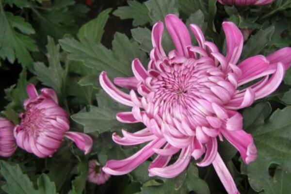 菊花花期需要施肥吗,适当施撒磷钾肥