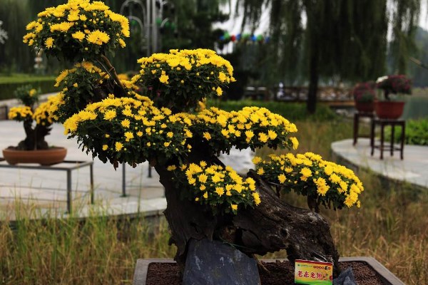 菊花花期需要施肥吗,适当施撒磷钾肥