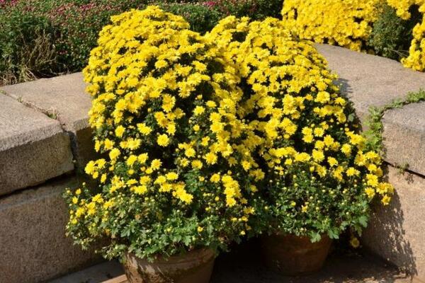 菊花花期需要施肥吗,适当施撒磷钾肥