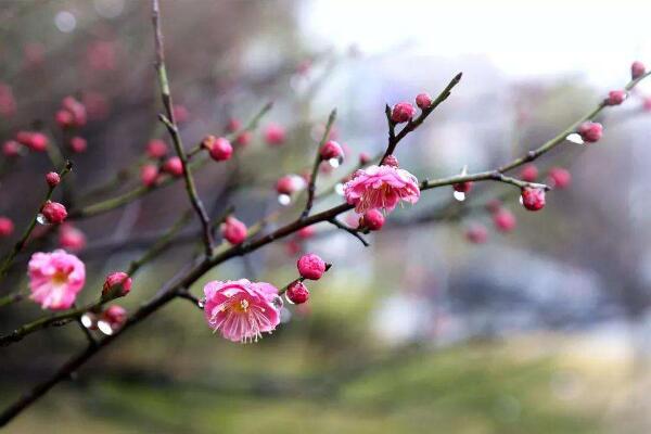 怎么促进梅花开花，可以通过5步进行促花