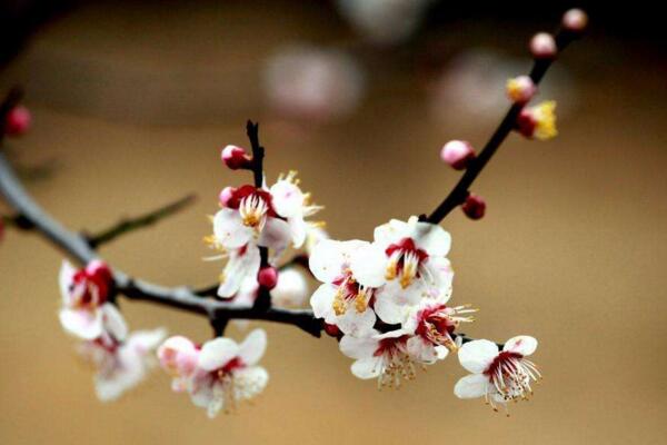 梅花不开花怎么办，分析原因并及时处理