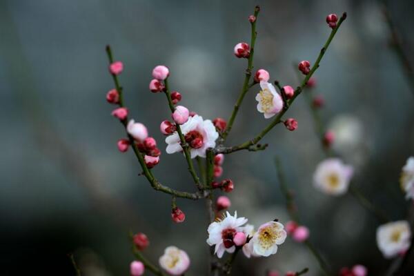 梅花不开花怎么办，分析原因并及时处理