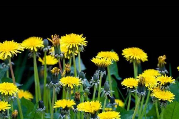 蒲公英种子怎样种植,可通过5步进行种植