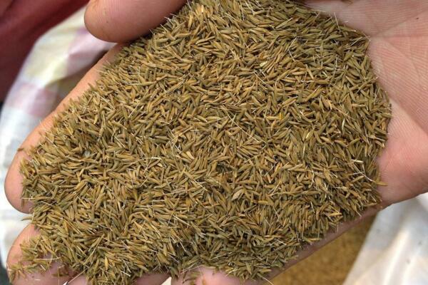 蒲公英种子怎样种植,可通过5步进行种植