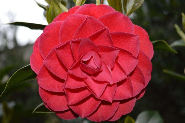 赤丹茶花怎么养,赤丹茶花养殖5大要点