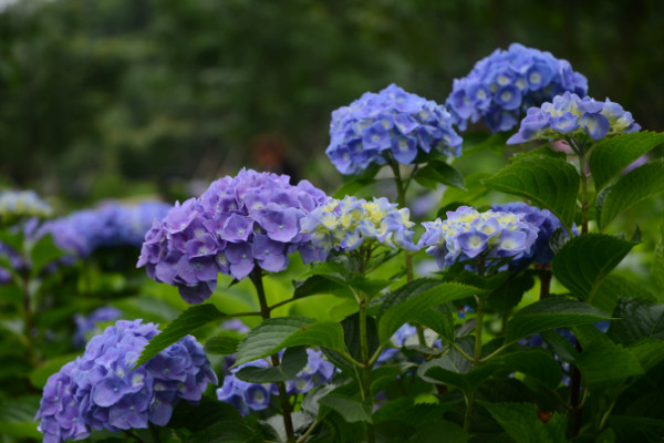绣球花怎么在花瓶里养,确保通风性和阳光适宜