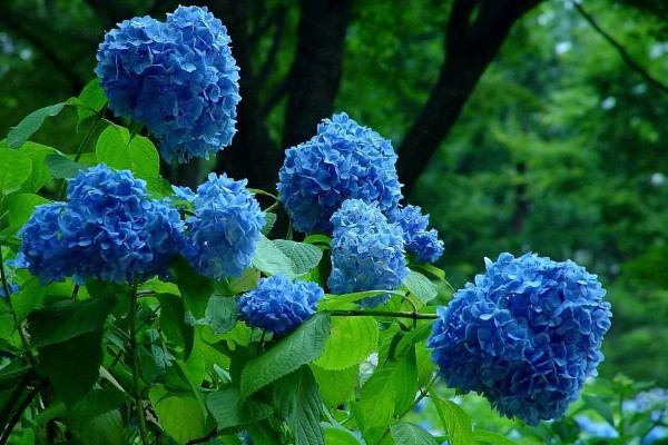 绣球花怎么在花瓶里养,确保通风性和阳光适宜