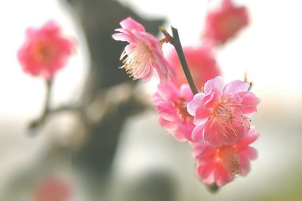梅花的寓意和象征,代表五福象征坚韧不拔的精神