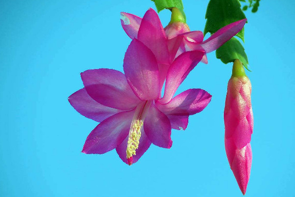 蟹爪兰怎样催花,花前控制浇水及时补充养分