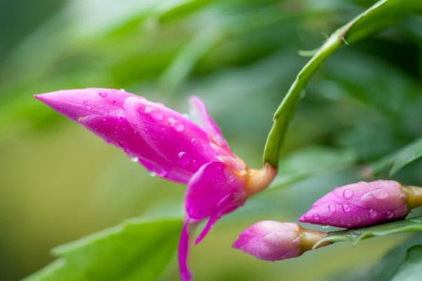 蟹爪兰怎样催花，花前控制浇水及时补充养分