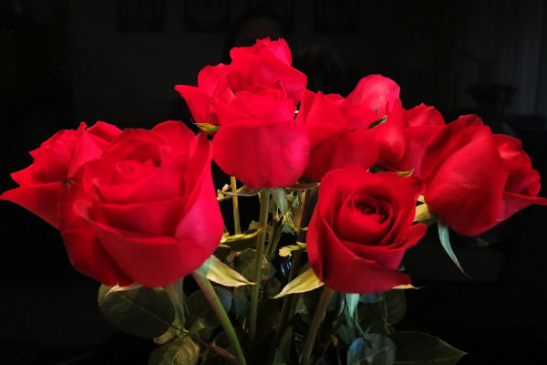 19朵玫瑰花的花语是什么，从一而忠/爱到永久