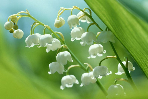 铃兰花的花语是什么,人格高尚/幸福归来