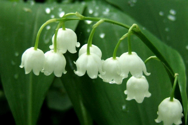 铃兰花的花语是什么,人格高尚/幸福归来