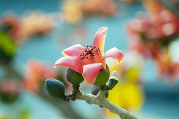 木棉花花语是什么，珍惜身边的快乐和幸福