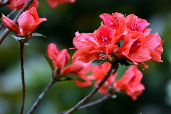 杜鹃花开花后怎么修剪，剪掉残花和烂枝