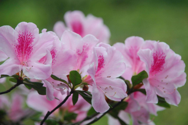杜鹃花开花后怎么修剪,剪掉残花和烂枝
