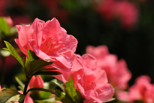 杜鹃花开花后怎么修剪,剪掉残花和烂枝