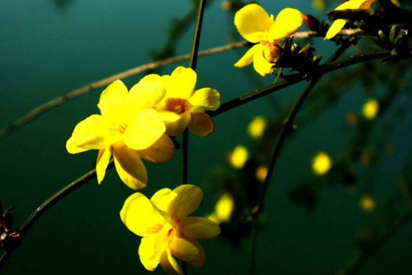 迎春花根怎样变粗,挑选半木质化枝条扦插栽植