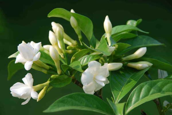 栀子花叶蔫了补救措施,更换土壤/保障通风