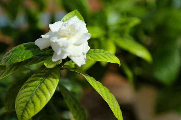 栀子花叶蔫了补救措施,更换土壤/保障通风