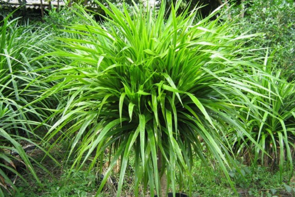 龙须树和龙血树的区别,属于同种植物本质相同