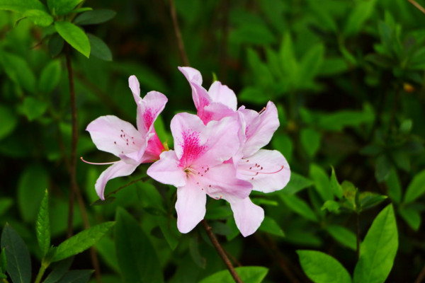 杜鹃花掉叶子怎么扑救，停止浇水更换微酸性土