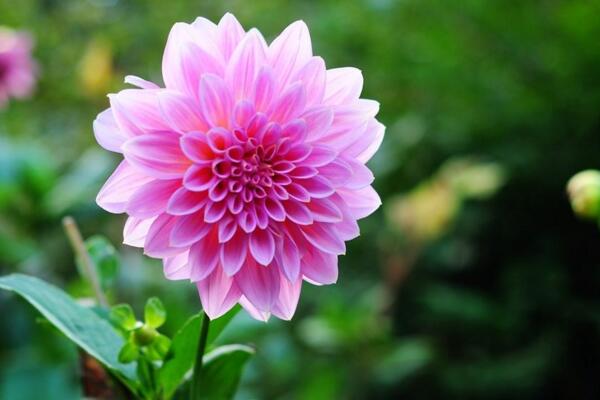 大丽花冬季怎么养护,提前修剪并做好保暖措施