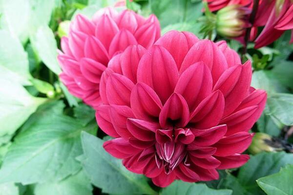 大丽花怎么浇水,大丽花四季浇水方法