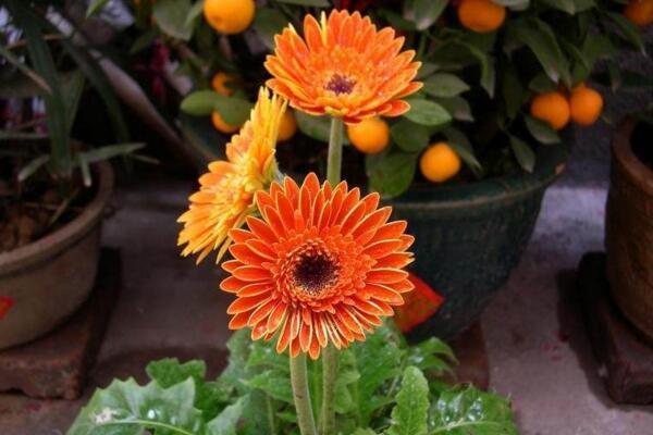 扶郎花的种植方法,春秋季播种成活率最高