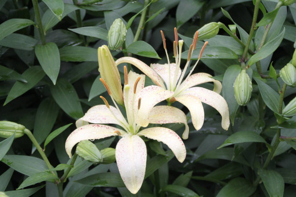 百合花叶子发黄怎么办，调节水分/光照并杀虫除菌