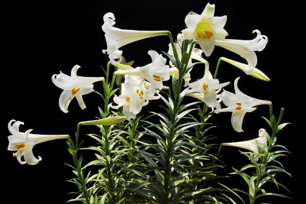 百合花叶子发黄怎么办,调节水分/光照并杀虫除菌