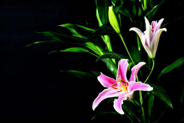百合花叶子发黄怎么办,调节水分/光照并杀虫除菌