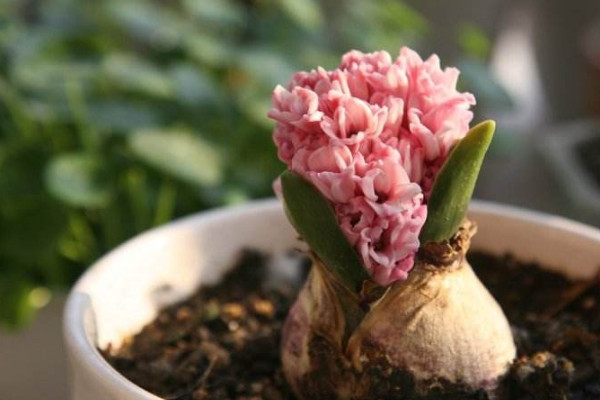 风信子花谢后怎么处理,继续栽培或冷藏保存种球