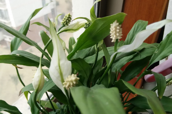 白掌叶子下垂怎么办,减少光照和过湿积水