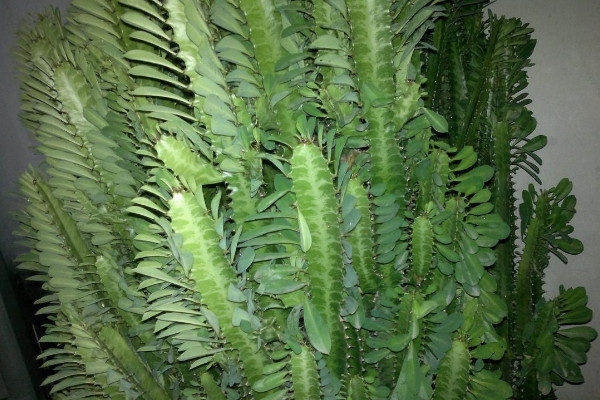 龙骨花叶子发黄怎么办,及时修剪/杀菌防虫