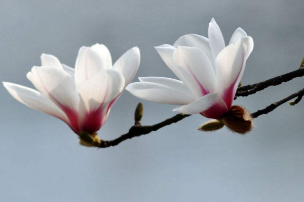 春天有哪些花开放,迎春花每年2~4月开放