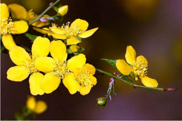 春天有哪些花开放,迎春花每年2~4月开放
