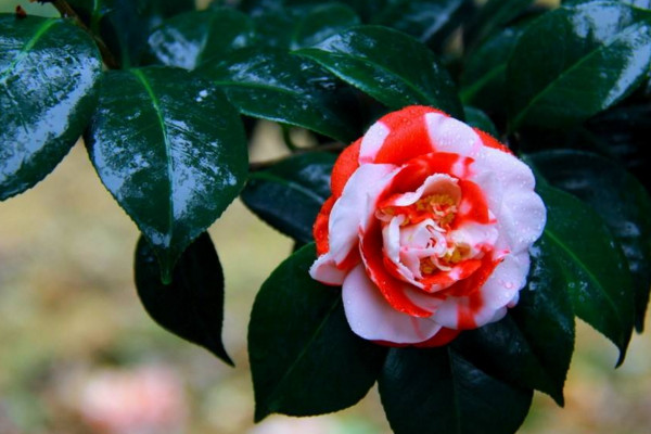 春天有哪些花开放,迎春花每年2~4月开放
