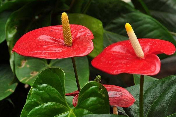 红掌花怎么养,半月施肥一次保证充足光照