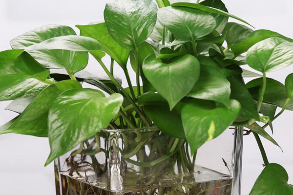 绿萝水培方法,选择带有气根的茎枝最佳