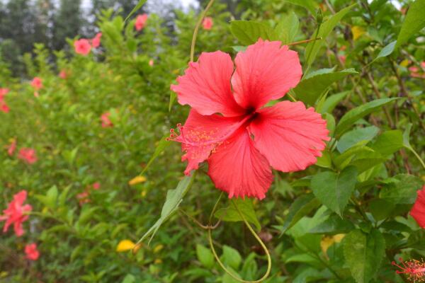 扶桑花怎么浇水,掌握四季浇水要点是关键